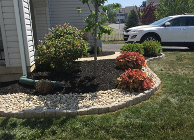 plants and shrubs planted outside of home
